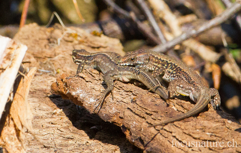 Lezard murailles 2370.jpg - Lézard des murailles  Podarcis muralis (Ermitage, Genève, Suisse, mars 2012) -  Prémices d'accouplement